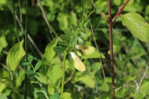 vicia hybrida (6) (1200 x 800).jpg